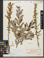 Foto von Salix triandra subsp. amygdalina (L.) Schübl. & G. Martens